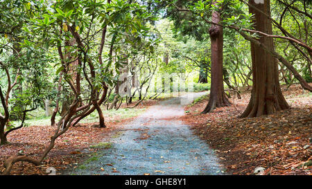 Rhododendron-Waldweg.   Washington Park Arboretum, Seattle, Washington, USA.  Zedern geschmückt Withmoss über Altern Fuß Stockfoto