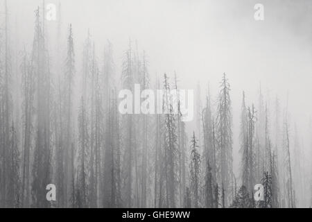 Verkohlte Lodgepole Kiefern verbrannt durch Waldbrand Silhouette im Nebel, Kootenay National Park, Britisch-Kolumbien, Kanada Stockfoto