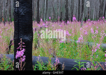 Weidenröschen / große Weidenröschen gedeiht im Wald unter den verkohlten Baumstämme nach Wildfire, Kootenay NP, British Columbia, Kanada Stockfoto