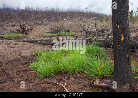 Neuen Rasen schießt wachsen auf der verbrannten Erde unter den verkohlten Baumstämme nach Wildfire, Jasper Nationalpark, Alberta, Kanada Stockfoto