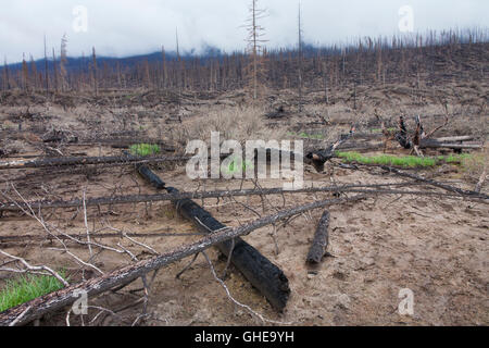 Neuen Rasen schießt wachsen auf der verbrannten Erde unter den verkohlten Baumstämme nach Wildfire, Jasper Nationalpark, Alberta, Kanada Stockfoto