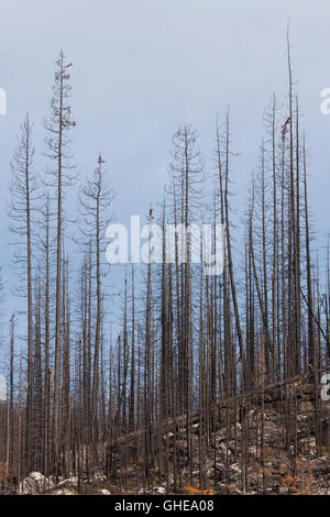 Verkohlte Baumstämme verbrannt durch Waldbrand, Jasper Nationalpark, Alberta, Kanada Stockfoto