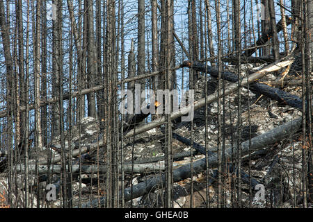 Verkohlte Baumstämme am Berghang verbrannt durch Waldbrand, Jasper Nationalpark, Alberta, Kanada Stockfoto