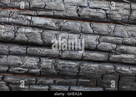 Nahaufnahme von verkohlten Baumstamm verbrannt durch Waldbrand Stockfoto