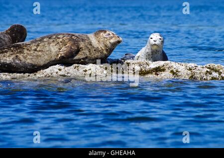 Mutter und Baby Hafen Dichtungen ruht auf Felsen in der Nähe von Pender Island, British Columbia, Kanada Stockfoto