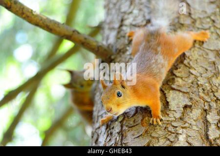 Zwei junge Eichhörnchen im Baum. Konzentrieren Sie sich auf einen. Stockfoto