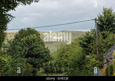 Weißes Pferd bei Alton Barnes in Wiltshire Stockfoto