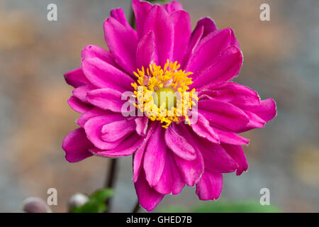 Reich rosa gefüllte Blüte der späten Sommer blühenden japanischen Anemone, Anemone hupehensis var. japonica 'Pamina' Stockfoto