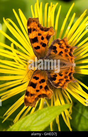 Polygonia c-Album, das Komma Schmetterling, ernähren sich von Nektar von Inula Hookeri im Sommergarten Stockfoto