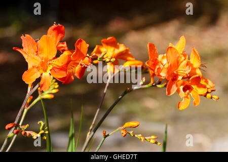 Mit Blick nach oben orange rote Trompeten in der Blüte der robuste Knolle, Crocosmia "Limpopo" Stockfoto