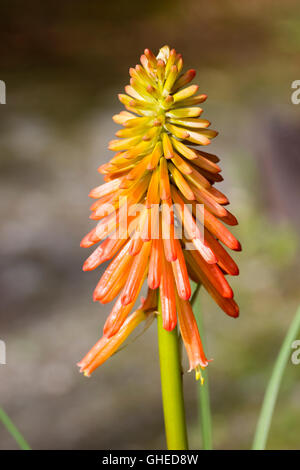 Orange-gelben Blüten der Hybrid Taschenlampe Lilie, Kniphofia "Papaya Eis am Stiel" Stockfoto
