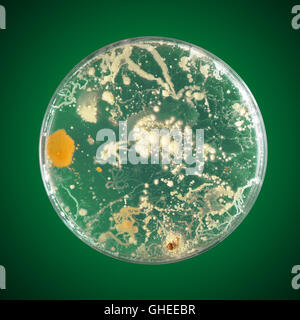 Wachstum der Bakterien in einer Petrischale Stockfoto