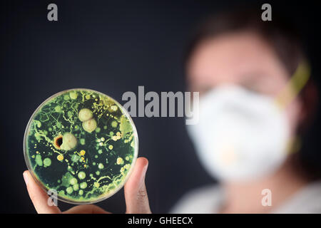 Prüfung von Bakterien in einer Petrischale Stockfoto