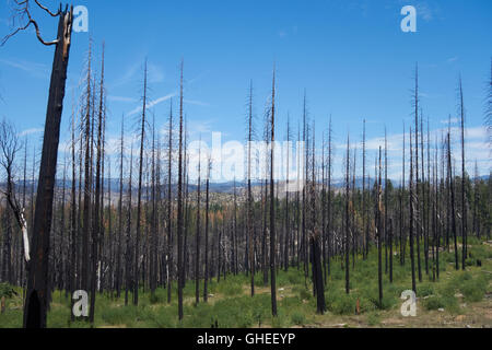 Bäume durch Waldbrand zerstört. Kalifornien. USA Stockfoto