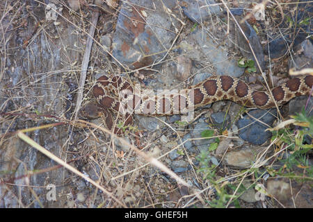 Klapperschlange getarnt im Unterholz. Kalifornien. USA Stockfoto