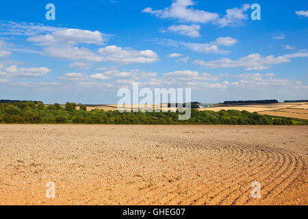 Muster und Texturen der kultivierten neu Boden mit Bäumen und Hecken auf die Yorkshire Wolds im Sommer Stockfoto