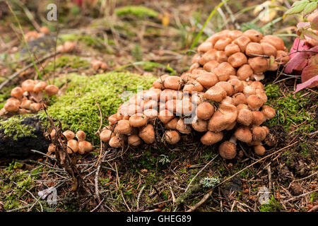 Viele Honig Pilze (Armillaria) wachsen auf dem Waldboden im Herbst hautnah. Stockfoto