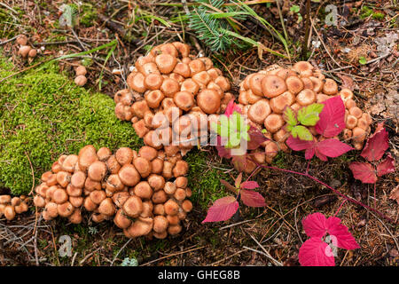 Hallimasch im Baum Stub im herbstlichen Wald. Stockfoto