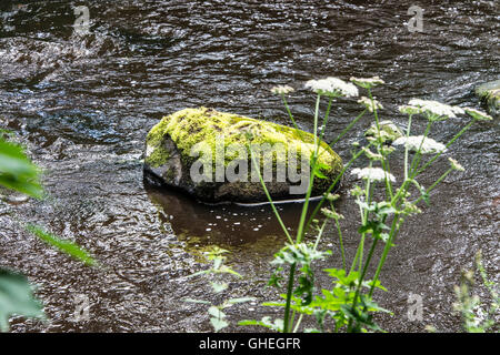 Ein Moos bedeckt Felsen im Fluss Mandel, Livingston, West Lothian, Schottland Stockfoto