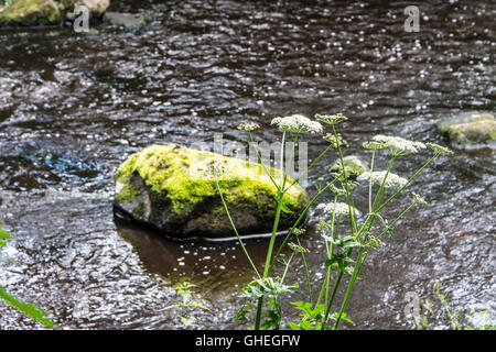 Ein Moos bedeckt Felsen im Fluss Mandel, Livingston, West Lothian, Schottland Stockfoto