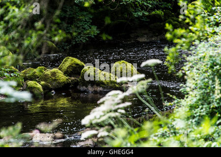 Ein Moos bedeckt Felsen im Fluss Mandel, Livingston, West Lothian, Schottland Stockfoto