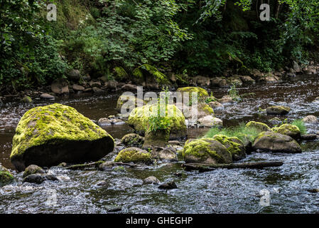 Moos bedeckt Felsen im Fluss Mandel, West Lothian, Schottland Stockfoto