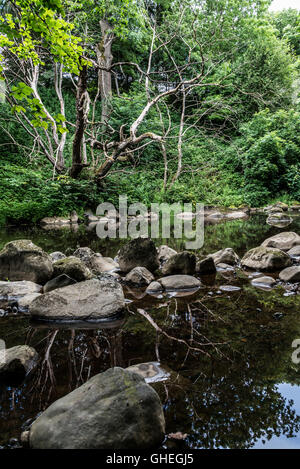 Toter Baum spiegelt sich in der Fluss-Mandel, Livingston, West Loathian, Schottland Stockfoto