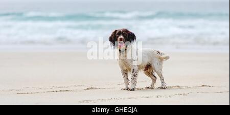 Ein Springer Spaniel genießen leeren Strand, weißer Sand und blaues Meer Rahmen einen nassen Hund wartet auf den nächsten Ball geworfen werden. Stockfoto