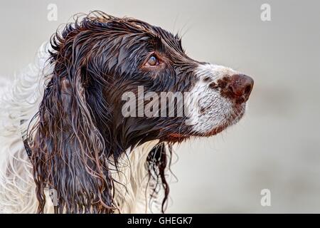 Ein Springer Spaniel (nur Kopf) mit einem Ausdruck der Trauer geht ins Meer gegen den Willen der Eigentümer durch getränkt. Stockfoto