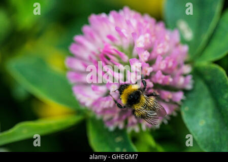 Eine Hummel auf einer Klee Blüte Nahaufnahme Stockfoto