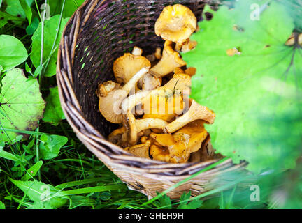Korb mit frisch geernteten Pfifferlinge Pilze auf dem Rasen im Wald Stockfoto