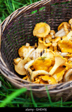 Korb mit frisch geernteten Pfifferlinge Pilze auf dem Rasen im Wald Stockfoto