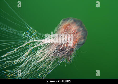 Des Löwen Mähne Quallen, Riesen Qualle oder Haare Gelee (Cyanea Capillata) weißes Meer, russische Arktis Stockfoto