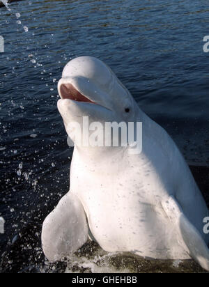 Portrait von Beluga Whale. Weiße Wal (Delphinapterus leucas) im Weißen Meer, Russland, Arktis Stockfoto