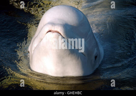 Portrait der Beluga Whale. Weiße Wal (Delphinapterus leucas) im Weißen Meer, russische Arktis Stockfoto