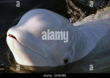 Portrait von Beluga Whale. Weiße Wal (Delphinapterus leucas) im Weißen Meer, Russland, Arktis Stockfoto