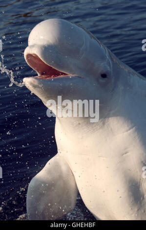 Portrait von Beluga Whale. Weiße Wal (Delphinapterus leucas) im Weißen Meer, Russland, Arktis Stockfoto