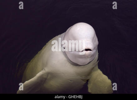 Portrait der Beluga Whale. Weiße Wal (Delphinapterus leucas) im Weißen Meer, russische Arktis Stockfoto