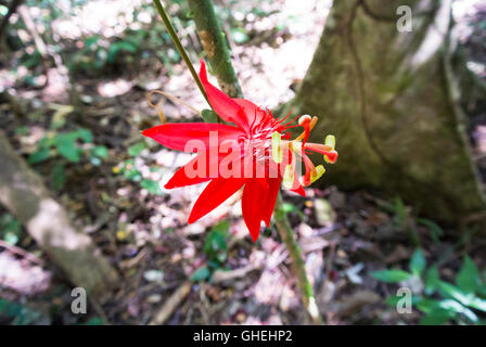 Scarlet Passionsblume Passiflora coccinea, Costa Rica, Mittelamerika Stockfoto