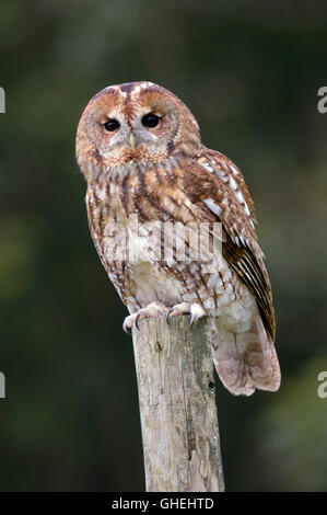 Waldkauz (Strix Aluco) - UK Stockfoto