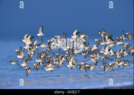 Herde von Sanderling (Calidris Alba) – UK Stockfoto