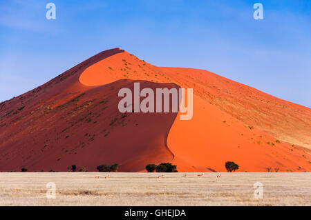 Herde von Springbok vorbei an roten Dünen im Sossusvlei, Namibia; Konzept für das Reisen in Afrika und Safari Stockfoto