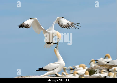 Basstölpel (Morus Bassanus) - UK Stockfoto