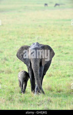 Afrikanischer Elefant (Loxodonta Africana Africana) - Massai Mara, Kenia, Afrika Stockfoto