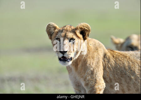 Löwenjunges (Panthera Leo), Massai Mara, Kenia, Afrika Stockfoto