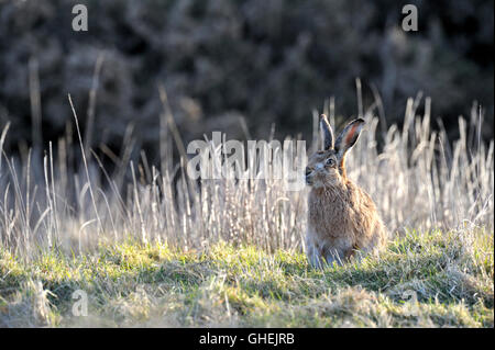 Brauner Hase (Lepus Europaeus) - UK Stockfoto