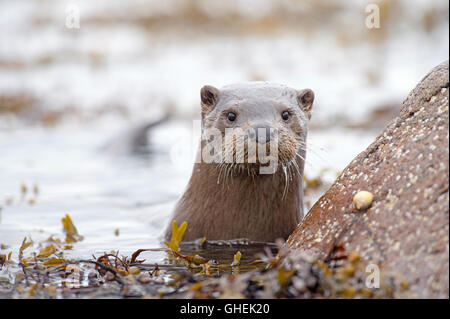 Europäischen Fischotter (Lutra Lutra), UK Stockfoto