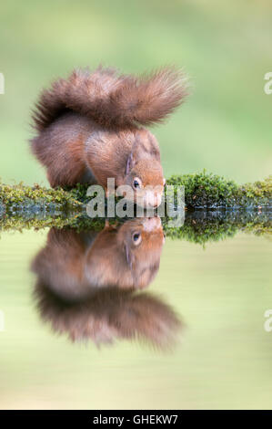 Eichhörnchen (Sciurus Vulgaris) Stockfoto