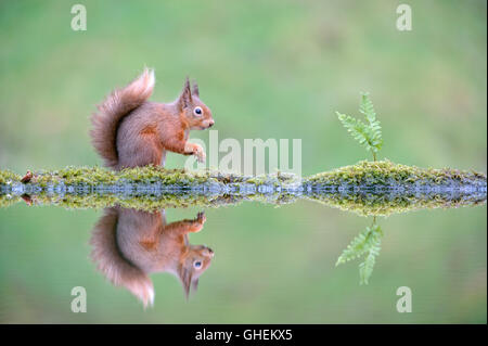 Eichhörnchen (Sciurus Vulgaris) Stockfoto