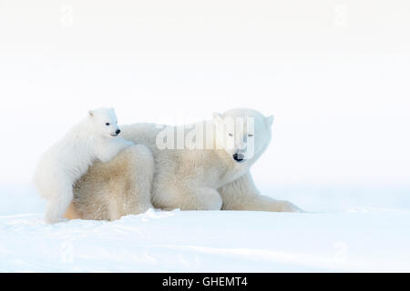 Eisbär-Mutter (Ursus Maritimus) liegend auf Tundra und spielen mit Neugeborenen jungen, Wapusk-Nationalpark, Manitoba, Kanada Stockfoto